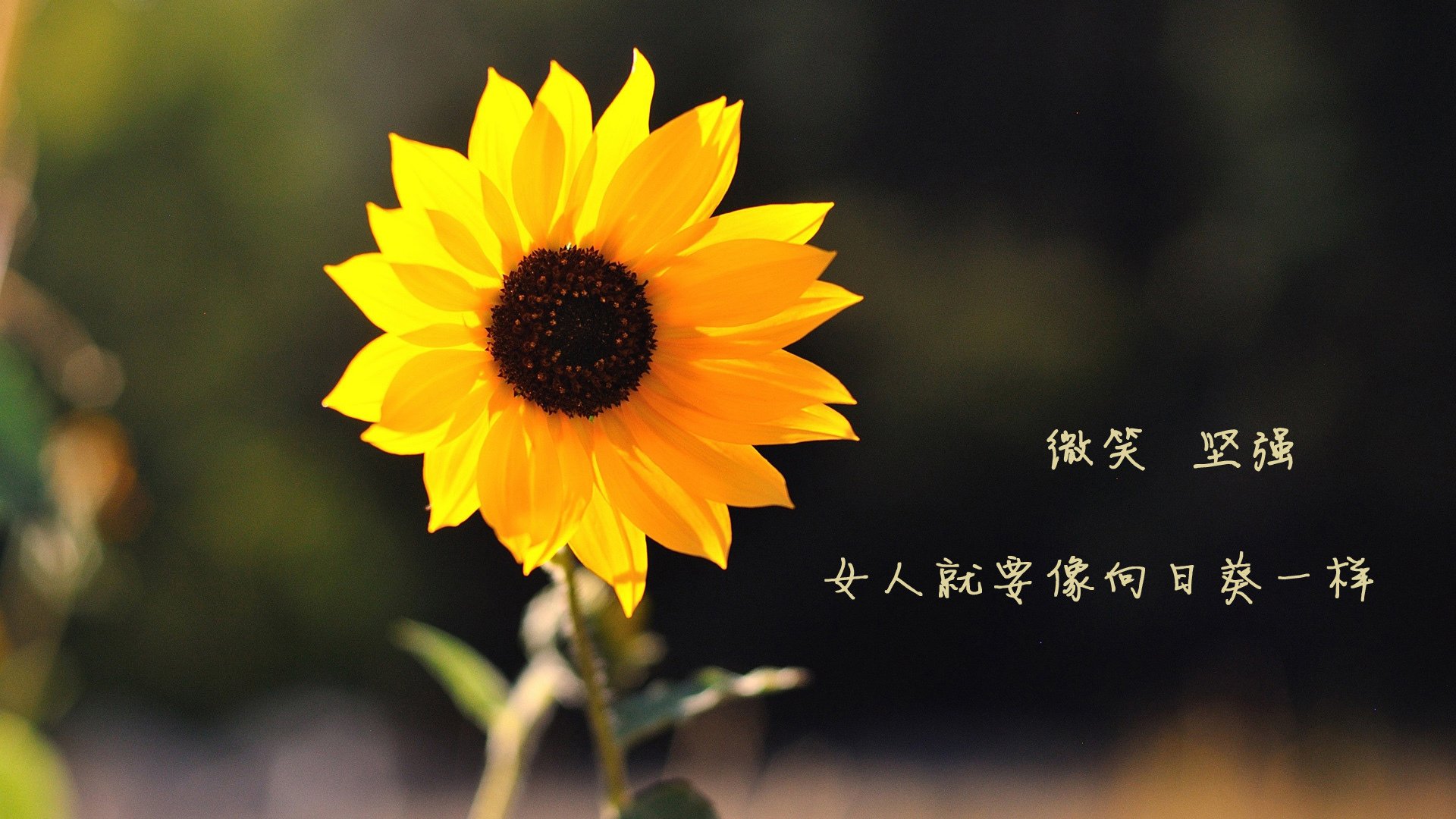 巴西队在南美预赛中领先,晋级希望强烈