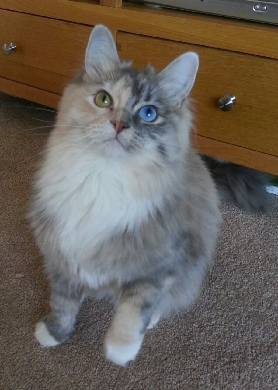 技术细腻 施瓦茨自由泳打出节奏美学,swolf自由泳