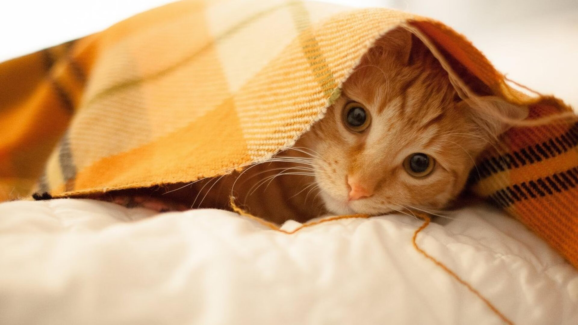 未来足球赛场将采用全息投影技术，创造沉浸式观赛体验，足球全景