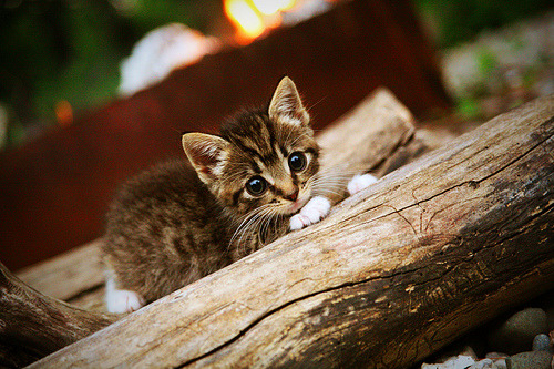 球队间谍门风波调查启动，赛场公平性受关注，足球间谍