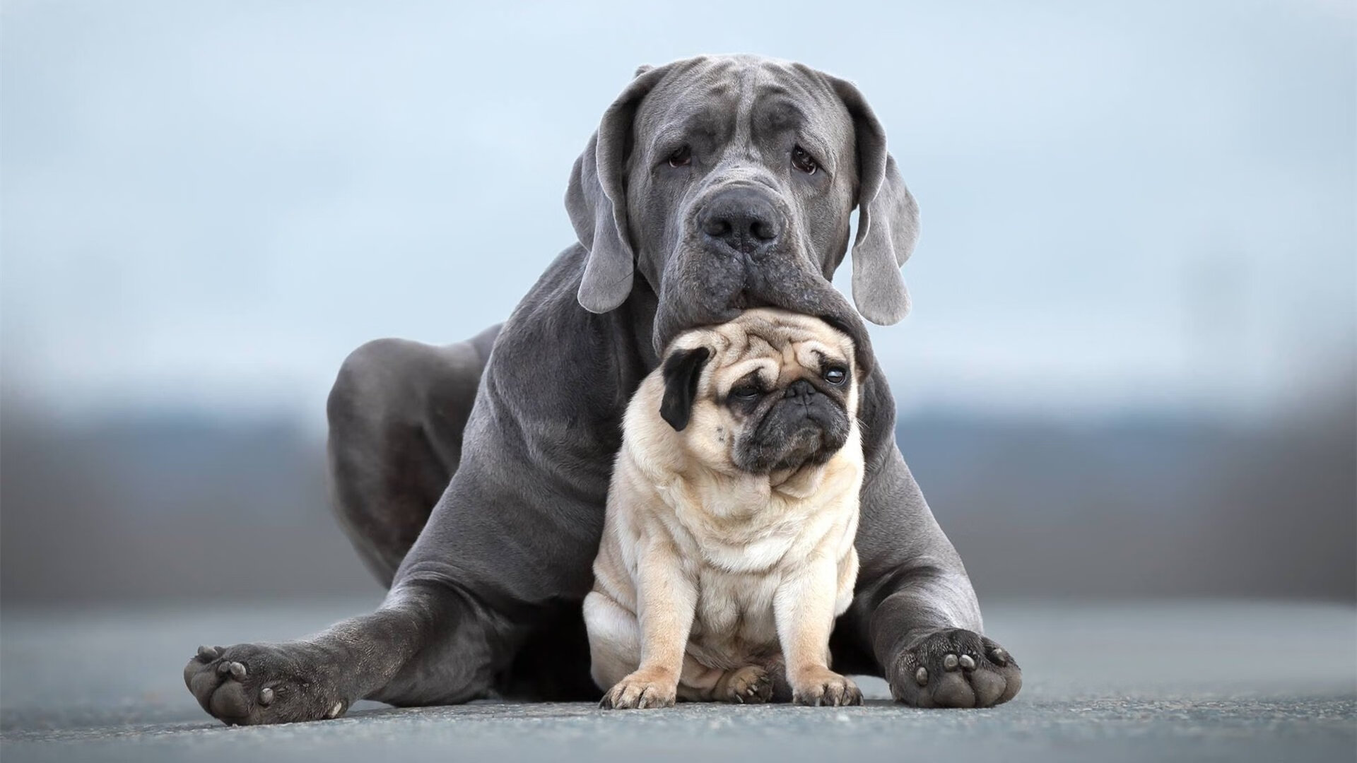 英国队后半程强势发力夺得佳绩,英国队后卫