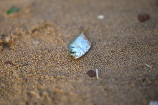 台风带来海鲜盛宴，惠州赶海活动火爆全城，惠州赶海几点去比较好